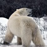 Discover Churchill Manitoba