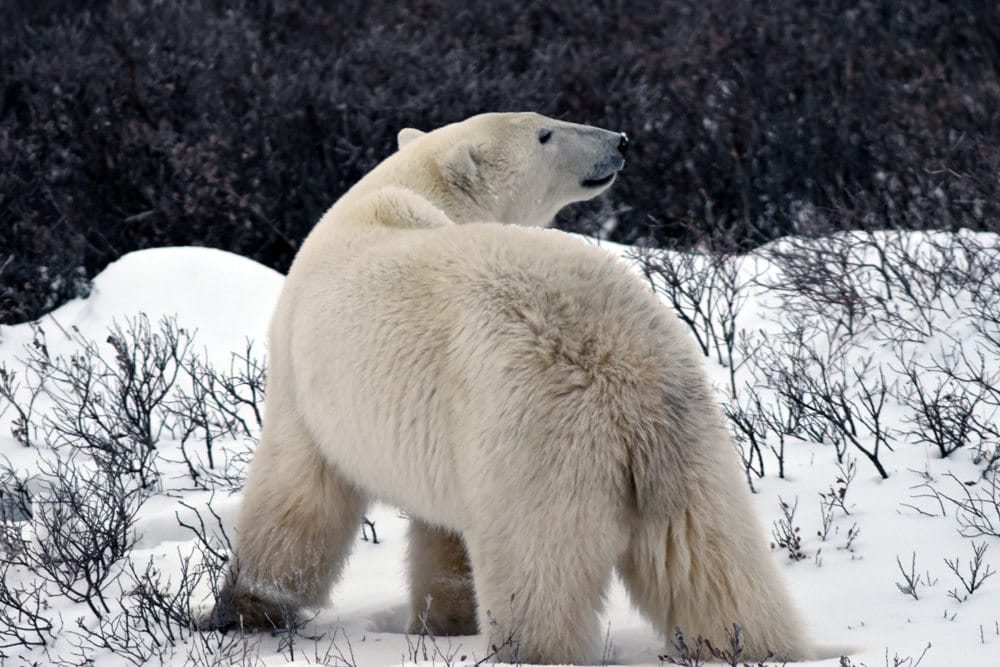 Discover Churchill Manitoba