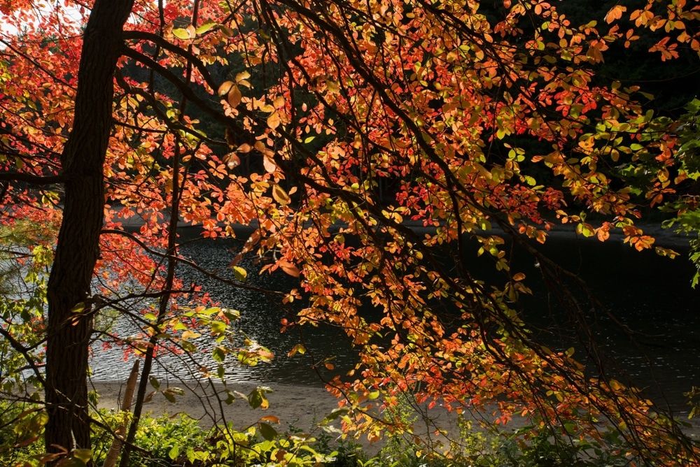 Exploring Farrar Pond and Hiking Mount Misery in Lincoln, Massachusetts